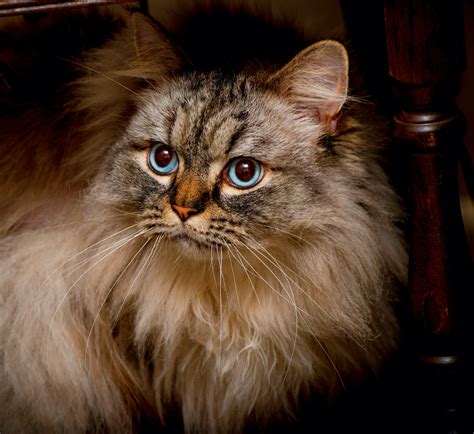 Ragamuffin .